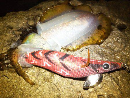 ナイトエギング