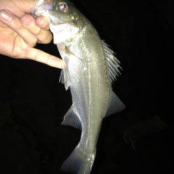 アミパターンアジング！