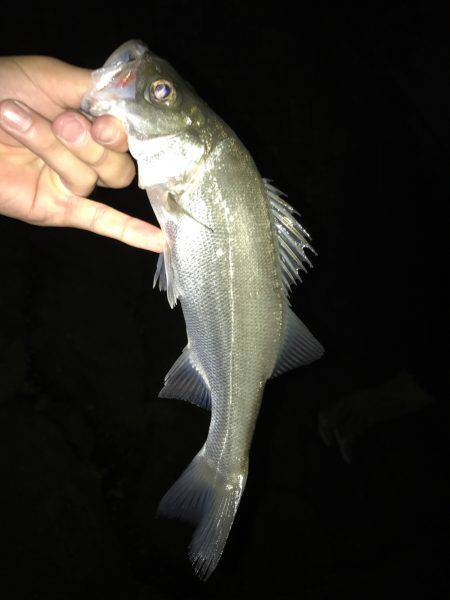 アミパターンアジング！