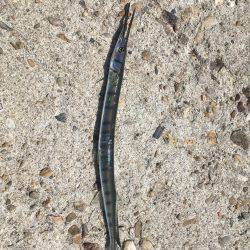 日中ライトゲーム