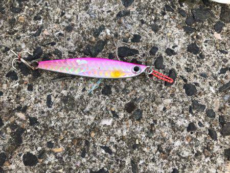 カンパチ狙いが…