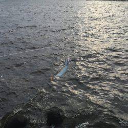 サゴシを求めて