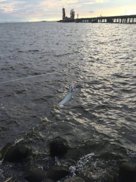 サゴシを求めて