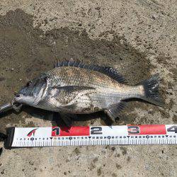 今日の紀州釣り