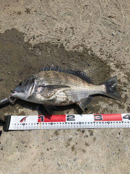 今日の紀州釣り