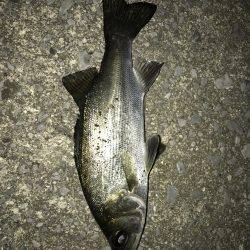 アジング⁇アミパターンでの釣果！