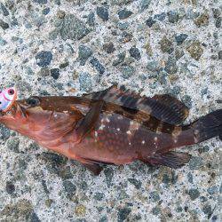 ショアジギング