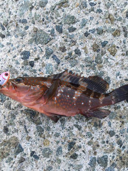 ショアジギング