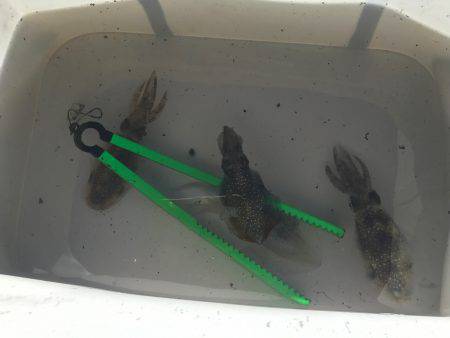 加太周辺ランガン結果