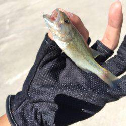 シーバスねらってブラックバス