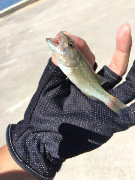 シーバスねらってブラックバス