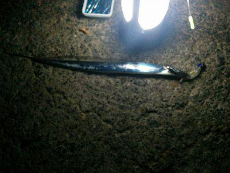 太刀魚リベンジ