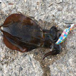 アオリ新子釣れだしました