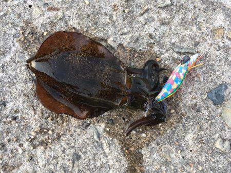 アオリ新子釣れだしました