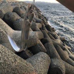 今シーズン初刀狩り