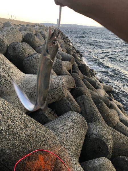 今シーズン初刀狩り