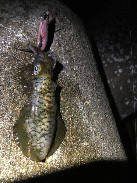 今シーズン初アオリ