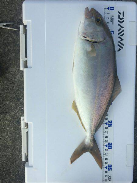 ショアジギでシオ