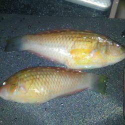 片添浜北の突堤にてかご釣り