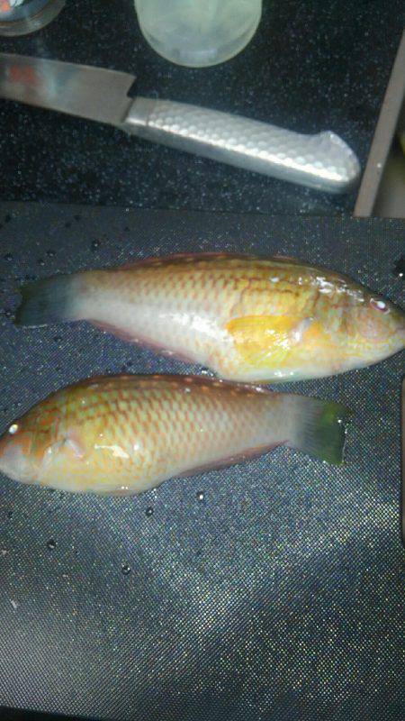 片添浜北の突堤にてかご釣り