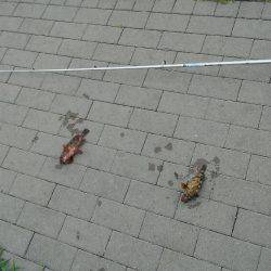 コスモにて探り釣り