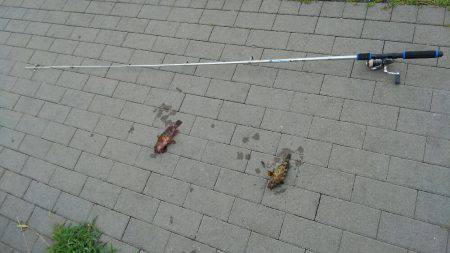 コスモにて探り釣り