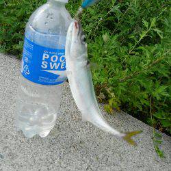 コスモスクエアサビキ釣り