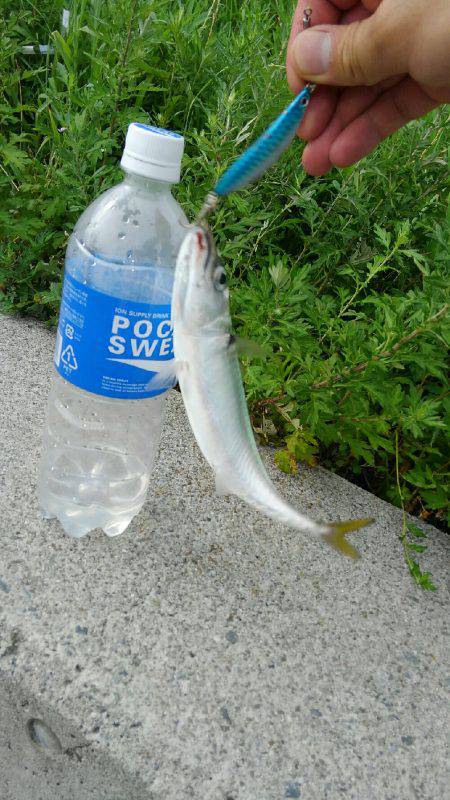 コスモスクエアサビキ釣り
