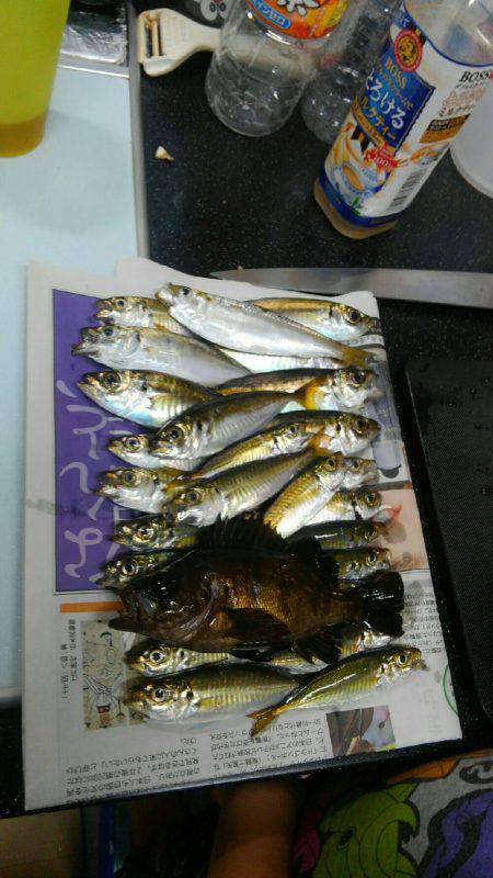 コスモスクエアサビキ釣り後半