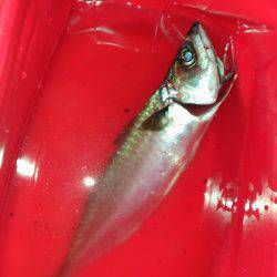 潮は小さいけど…何とかサバ確保。