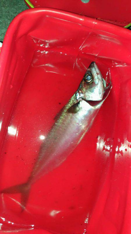 潮は小さいけど…何とかサバ確保。