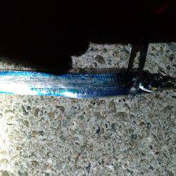 個人的夏タチ、いよいよ開幕できました！