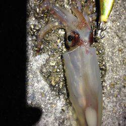 昨日までとは打って変わって