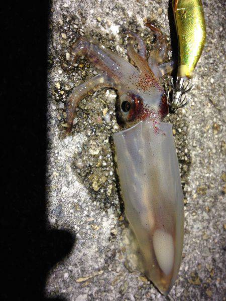 昨日までとは打って変わって