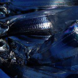 夏太刀魚 淡路島