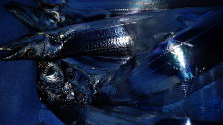 夏太刀魚 淡路島