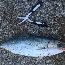 ショアジギング 初青物!