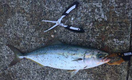 ショアジギング　初青物！