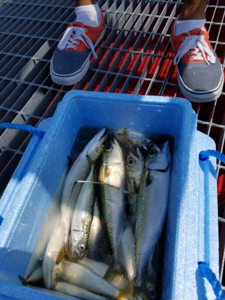 のんびりサビキ