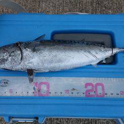 ソウダガツオ！