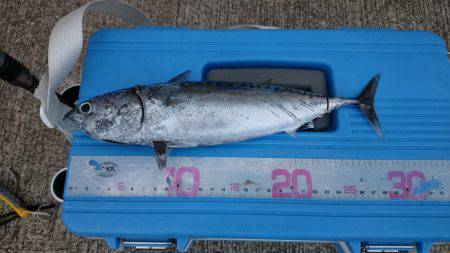 ソウダガツオ！