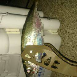 今日～も アジング