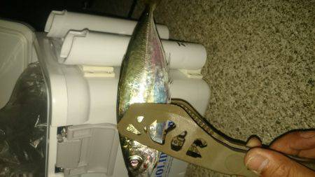 今日～も アジング