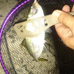 今日～も アジング  3