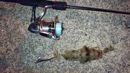 ひさびさアオリイカ