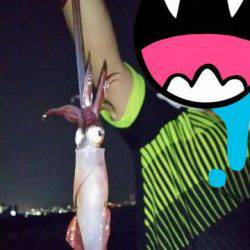 台風後のケンサキは?