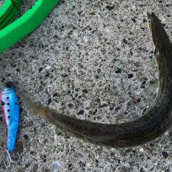 カマシング＆ケンサキング