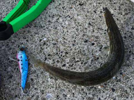 カマシング＆ケンサキング