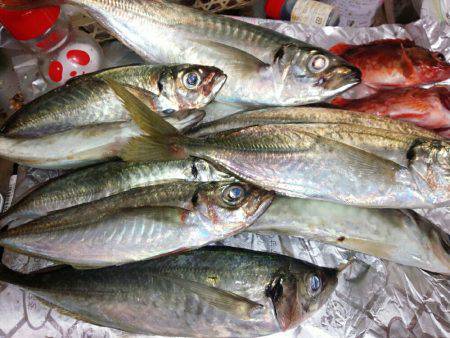 サビキで良型の鯵