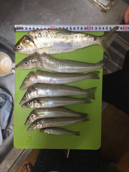 西舞鶴で投げ釣り